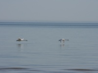 2016-05-09 08h33m22 - Zwanen boven zee Kolka - Gerda van der Meer